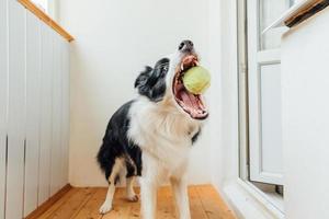 Funny portrait of cute smiling puppy dog border collie holding toy ball in mouth. New lovely member of family little dog at home playing with owner. Pet activity and games at home concept. photo