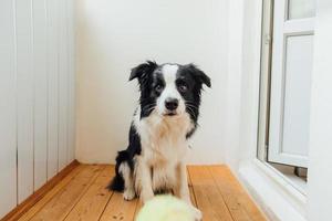 Funny portrait of cute smiling puppy dog border collie holding toy ball in mouth. New lovely member of family little dog at home playing with owner. Pet activity and games at home concept. photo