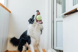 Funny portrait of cute smiling puppy dog border collie holding toy ball in mouth. New lovely member of family little dog at home playing with owner. Pet activity and games at home concept. photo