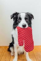 Funny cute puppy dog border collie holding kitchen pot holder, oven mitt in mouth on white background at home indoor. Chef dog cooking dinner. Homemade food, restaurant menu concept. Cooking process. photo