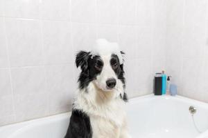 divertido retrato interior de cachorro border collie sentado en el baño recibe un baño de burbujas duchándose con champú. lindo perrito mojado en la bañera en el salón de aseo. perro limpio con jabón de espuma divertido en la cabeza. foto