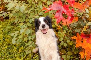 Funny smiling puppy dog border collie sitting on fall colorful foliage background in park outdoor. Dog on walking in autumn day. Hello Autumn cold weather concept. photo