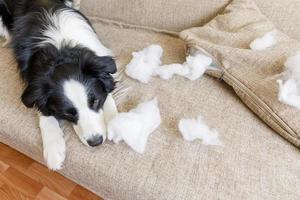 un travieso cachorro juguetón border collie después de una travesura mordiendo una almohada tirada en el sofá en casa. perro culpable y sala de estar destruida. daña el hogar desordenado y el cachorro con una mirada divertida y culpable. foto