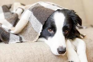 Funny puppy dog border collie lying on couch under plaid indoors. Little pet dog at home keeping warm hiding under blanket in cold fall autumn winter weather. Pet animal life concept.