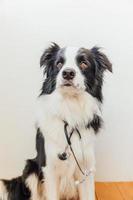 Puppy dog border collie with stethoscope on white wall background indoor. Little dog on reception at veterinary doctor in vet clinic. Pet health care and animals concept. photo