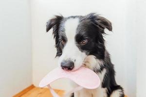 no me molestes, déjame dormir. Gracioso lindo cachorro smilling border collie con antifaz para dormir en el fondo interior de casa. descanso, buenas noches, siesta, insomnio, relajación, cansancio, concepto de viaje. foto