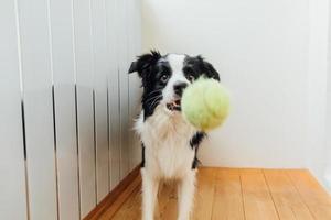 Funny portrait of cute smiling puppy dog border collie holding toy ball in mouth. New lovely member of family little dog at home playing with owner. Pet activity and games at home concept. photo