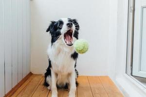 Funny portrait of cute smiling puppy dog border collie holding toy ball in mouth. New lovely member of family little dog at home playing with owner. Pet activity and games at home concept. photo