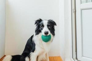 Funny portrait of cute smiling puppy dog border collie holding toy ball in mouth. New lovely member of family little dog at home playing with owner. Pet care and animals concept. photo