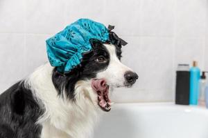 Funny indoor portrait of puppy dog border collie sitting in bath gets bubble bath wearing shower cap. Cute little dog in bathtub ready for wash in bathroom. Spa treatments in grooming salon concept. photo