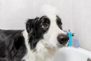 Funny indoor portrait of puppy dog border collie sitting in bath gets bubble bath showering with shampoo. Cute little dog wet in bathtub in grooming salon. Clean dog with funny foam soap on head. photo