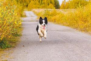 retrato al aire libre de lindo cachorro sonriente border collie corriendo en el parque de otoño al aire libre. perrito con cara graciosa al caminar en el soleado día de otoño. hola concepto de clima frío de otoño. foto