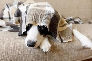 Funny portrait puppy dog border collie lying on couch under plaid indoors. Dog nose sticks out from under plaid close up. Pet keeps warm under blanket in cold winter weather. Pet care animal life. photo