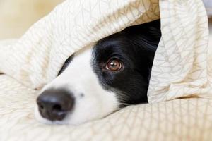 Funny portrait of cute smiling puppy dog border collie lay on pillow blanket in bed. New lovely member of family little dog at home lying and sleeping. Pet care and animals concept. photo
