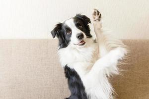 divertido retrato de lindo cachorro border collie en el sofá. nuevo miembro encantador de la familia perrito que parece feliz y emocionado, jugando en casa en el interior. cuidado de mascotas y concepto de animales. foto