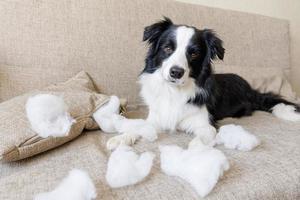 Naughty playful puppy dog border collie after mischief biting pillow lying on couch at home. Guilty dog and destroyed living room. Damage messy home and puppy with funny guilty look. photo