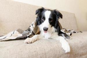 Funny puppy dog border collie lying on couch under plaid indoors. Little pet dog at home keeping warm hiding under blanket in cold fall autumn winter weather. Pet animal life concept. photo