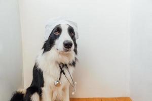 Puppy dog border collie with stethoscope dressed in doctor costume on white wall background indoor. Little dog on reception at veterinary doctor in vet clinic. Pet health care and animals concept. photo