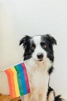 Funny cute puppy dog border collie holding LGBT rainbow flag in mouth on white background at home indoor. Dog Gay Pride portrait. Equal rights for lgbtq community concept. photo