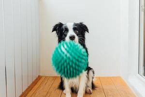 Funny portrait of cute smiling puppy dog border collie holding toy ball in mouth. New lovely member of family little dog at home playing with owner. Pet activity and games at home concept. photo