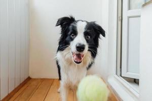 Funny portrait of cute smiling puppy dog border collie holding toy ball in mouth. New lovely member of family little dog at home playing with owner. Pet activity and games at home concept. photo