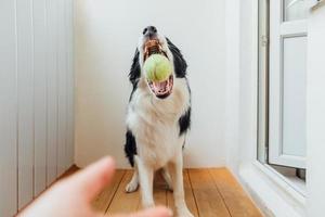 Funny portrait of cute smiling puppy dog border collie holding toy ball in mouth. New lovely member of family little dog at home playing with owner. Pet activity and games at home concept. photo