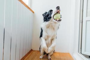 Funny portrait of cute smiling puppy dog border collie holding toy ball in mouth. New lovely member of family little dog at home playing with owner. Pet activity and games at home concept. photo