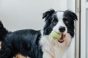 Funny portrait of cute smiling puppy dog border collie holding toy ball in mouth. New lovely member of family little dog at home playing with owner. Pet care and animals concept. photo