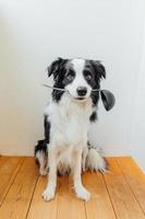 Funny portrait of cute puppy dog border collie holding kitchen spoon ladle in mouth on white background at home indoor. Chef dog cooking dinner. Homemade food restaurant menu concept. Cooking process photo