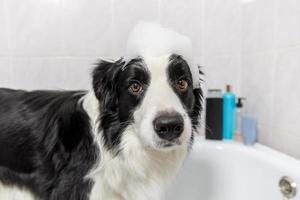 Funny indoor portrait of puppy dog border collie sitting in bath gets bubble bath showering with shampoo. Cute little dog wet in bathtub in grooming salon. Clean dog with funny foam soap on head. photo