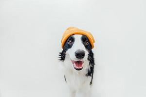 Gracioso cachorro sonriente border collie vistiendo ropa de punto cálido sombrero amarillo aislado sobre fondo blanco. retrato de perro de invierno u otoño. hola otoño otoño. banner de clima frío de humor hygge. foto