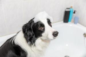 Funny indoor portrait of puppy dog border collie sitting in bath gets bubble bath showering with shampoo. Cute little dog wet in bathtub in grooming salon. Clean dog with funny foam soap on head. photo