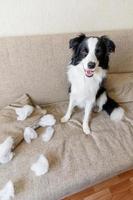 un travieso cachorro juguetón border collie después de una travesura mordiendo una almohada tirada en el sofá en casa. perro culpable y sala de estar destruida. daña el hogar desordenado y el cachorro con una mirada divertida y culpable. foto