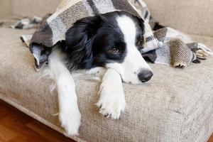 Funny puppy dog border collie lying on couch under plaid indoors. Little pet dog at home keeping warm hiding under blanket in cold fall autumn winter weather. Pet animal life concept. photo