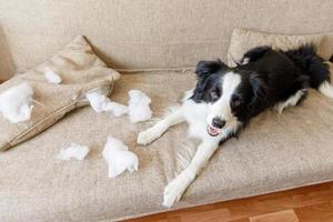 Naughty playful puppy dog border collie after mischief biting pillow lying on couch at home. Guilty dog and destroyed living room. Damage messy home and puppy with funny guilty look. photo