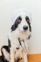 Puppy dog border collie with stethoscope dressed in doctor costume on white wall background indoor. Little dog on reception at veterinary doctor in vet clinic. Pet health care and animals concept. photo