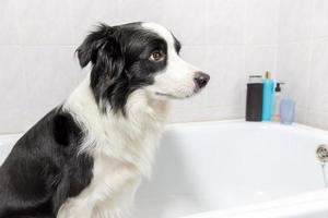 Funny indoor portrait of puppy dog border collie sitting in bath gets bubble bath showering with shampoo. Cute little dog wet in bathtub in grooming salon. Dirty dog washing in bathroom. photo