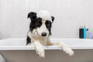 divertido retrato interior de cachorro border collie sentado en el baño recibe un baño de burbujas duchándose con champú. lindo perrito mojado en la bañera en el salón de aseo. perro limpio con jabón de espuma divertido en la cabeza. foto