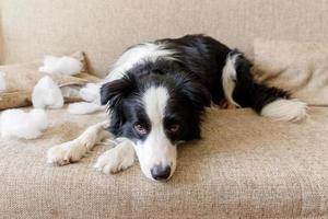 Naughty playful puppy dog border collie after mischief biting pillow lying on couch at home. Guilty dog and destroyed living room. Damage messy home and puppy with funny guilty look. photo