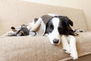 Funny puppy dog border collie lying on couch under plaid indoors. Little pet dog at home keeping warm hiding under blanket in cold fall autumn winter weather. Pet animal life concept. photo