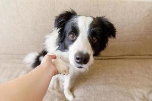 Funny portrait of cute puppy dog border collie on couch giving paw. Dog paw and human hand doing handshake. Owner training trick with dog friend at home indoors. friendship love support team concept. photo