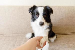 Funny portrait of cute puppy dog border collie on couch giving paw. Dog paw and human hand doing handshake. Owner training trick with dog friend at home indoors. friendship love support team concept. photo