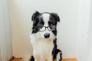 Funny studio portrait of smiling puppy dog border collie in eyeglasses isolated on white background. Little dog gazing in glasses. Back to school. Cool nerd style. Funny pets animals life concept. photo