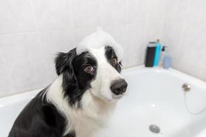 Funny indoor portrait of puppy dog border collie sitting in bath gets bubble bath showering with shampoo. Cute little dog wet in bathtub in grooming salon. Clean dog with funny foam soap on head. photo