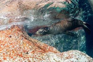 Puppy sea lion underwater looking at you photo