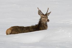 Deer on the snow background photo