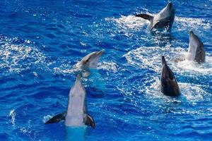 common dolphin jumping outside the ocean photo