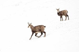 Father and son chamois deer in the snow background photo