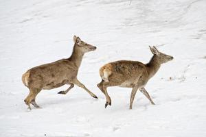 Deer on the snow background photo