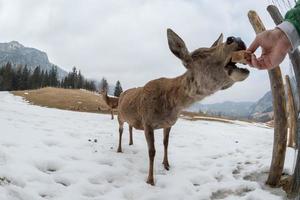 female deer portrait while looking at you photo